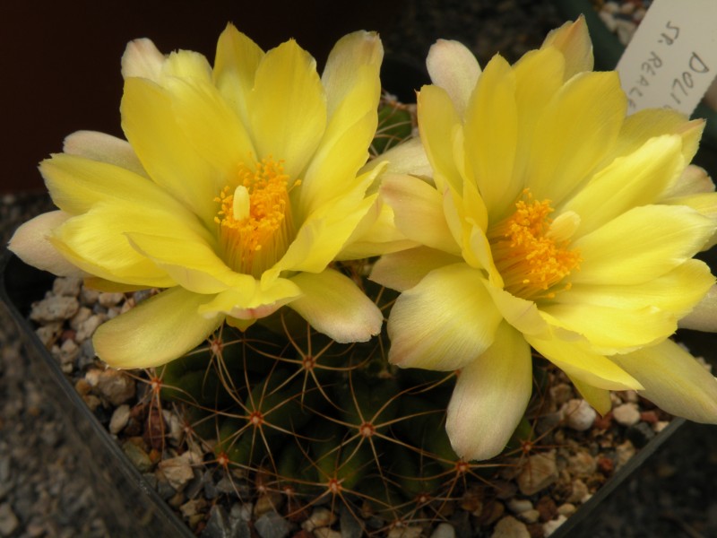 Mammillaria paulii 