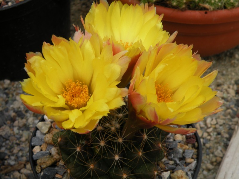 Mammillaria paulii 