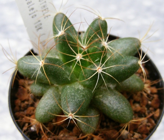 Mammillaria paulii 