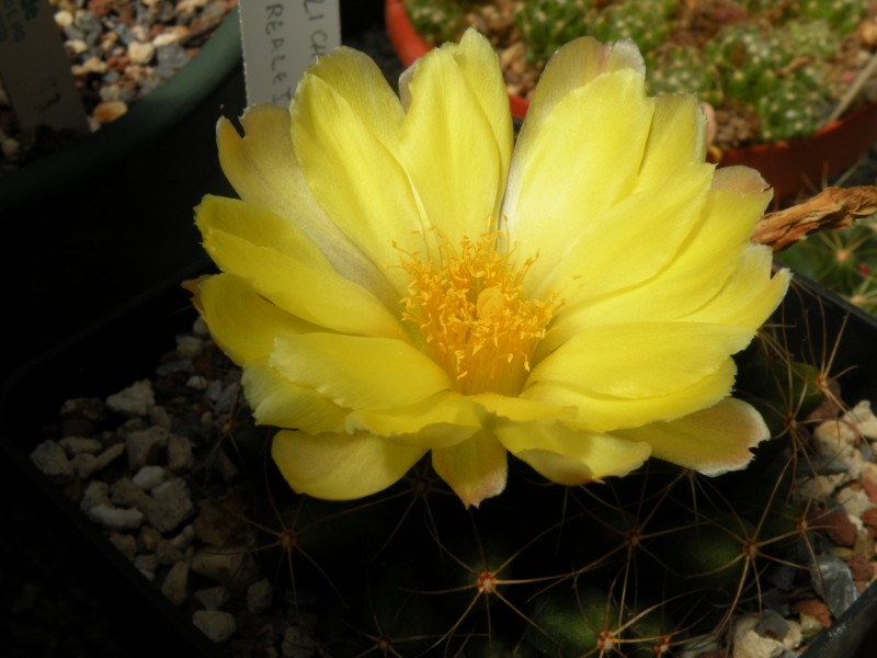 Mammillaria paulii 