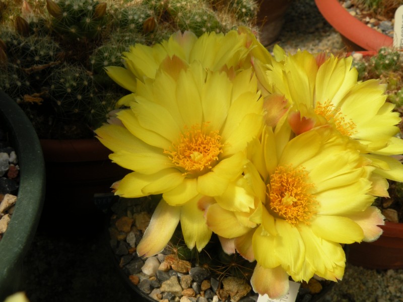 Mammillaria paulii 