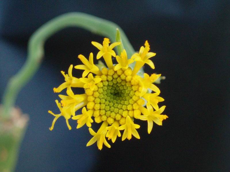 Senecio deflersii 