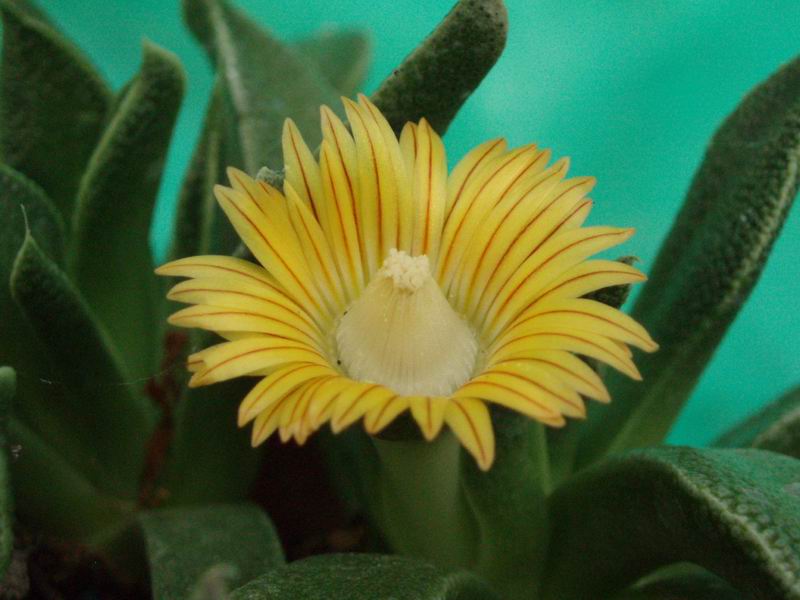 Nananthus wilmaniae 