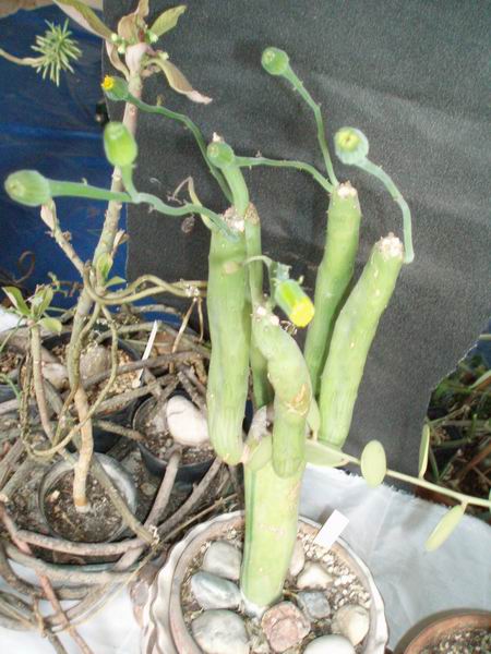 Senecio deflersii 