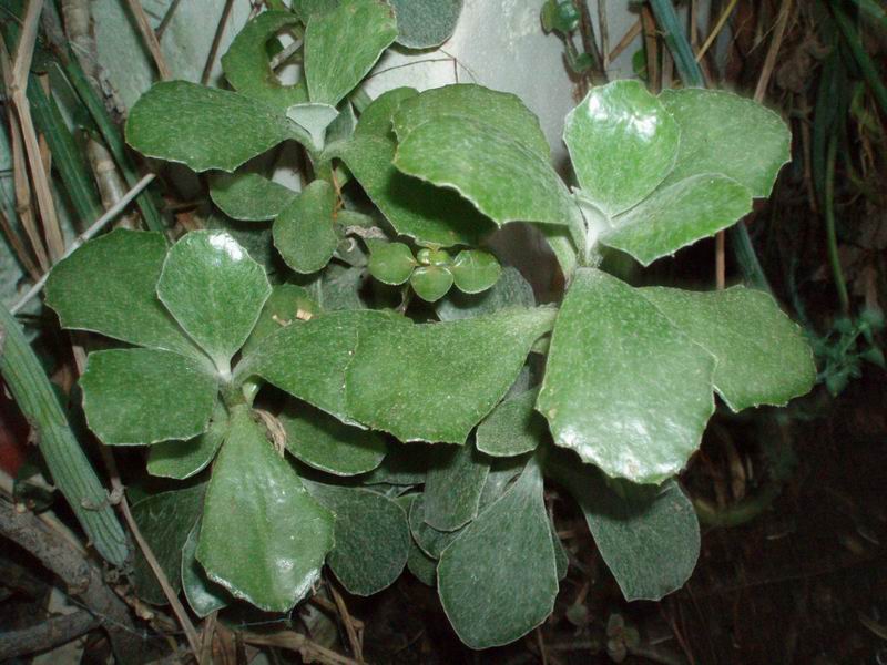 Senecio medley-woodii 