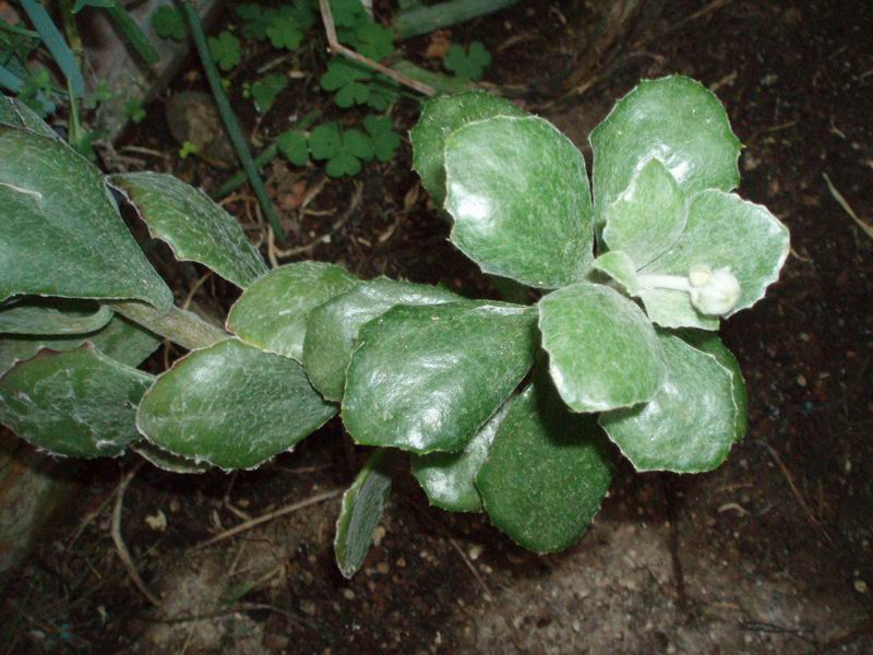 Senecio medley-woodii 