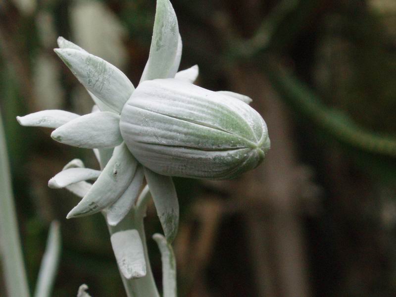 Senecio cephalophorus 