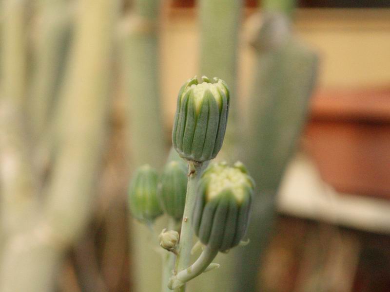 Senecio pinguifolius 