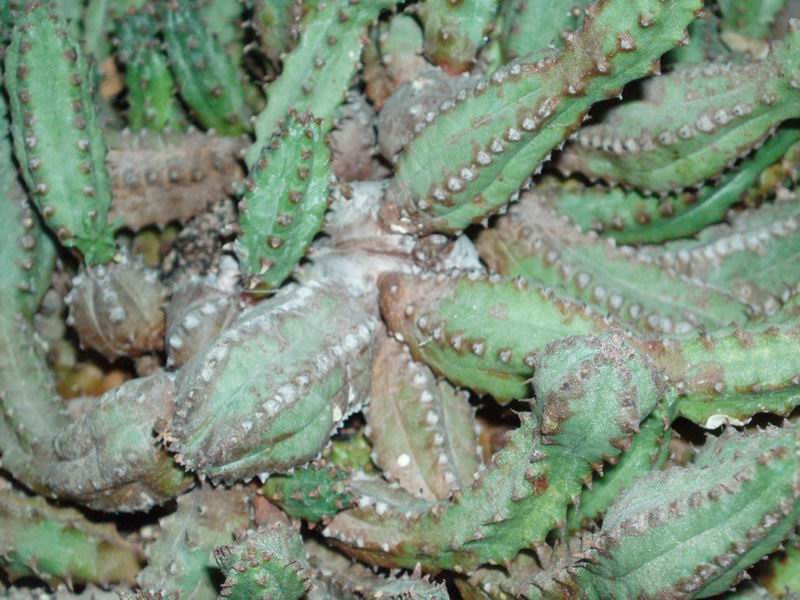 Euphorbia tubiglans 