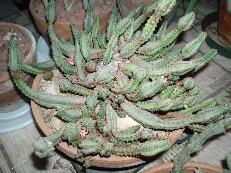 Euphorbia tubiglans 