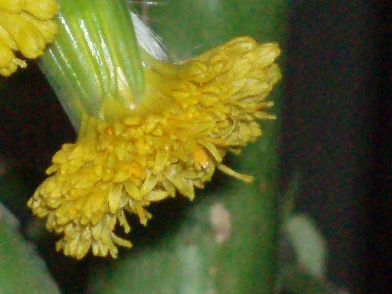 Senecio deflersii 