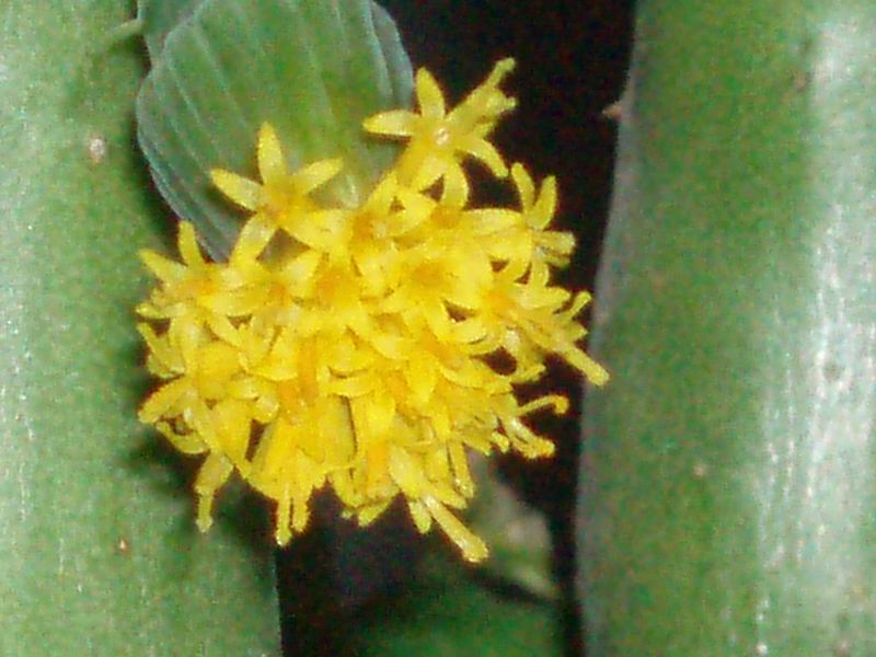 Senecio deflersii 