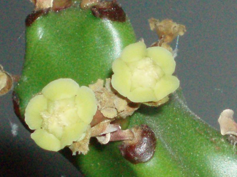 Euphorbia mayuranathanii 