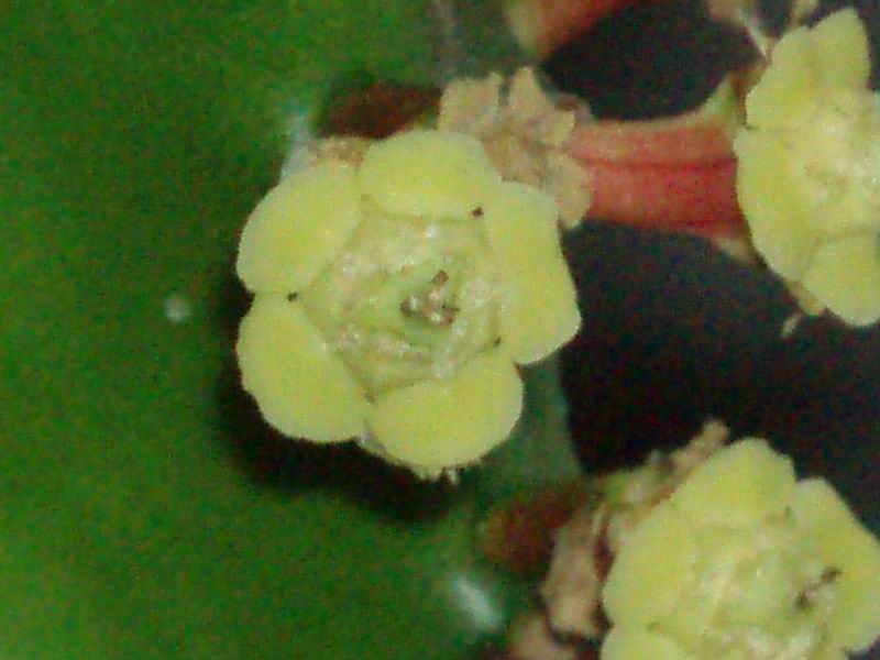 Euphorbia mayuranathanii 