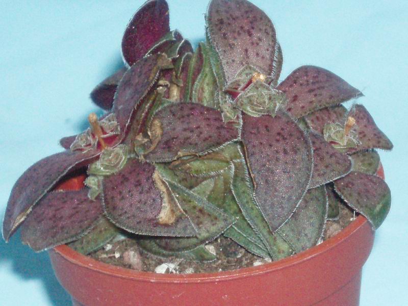 Crassula exilis ssp. picturata 