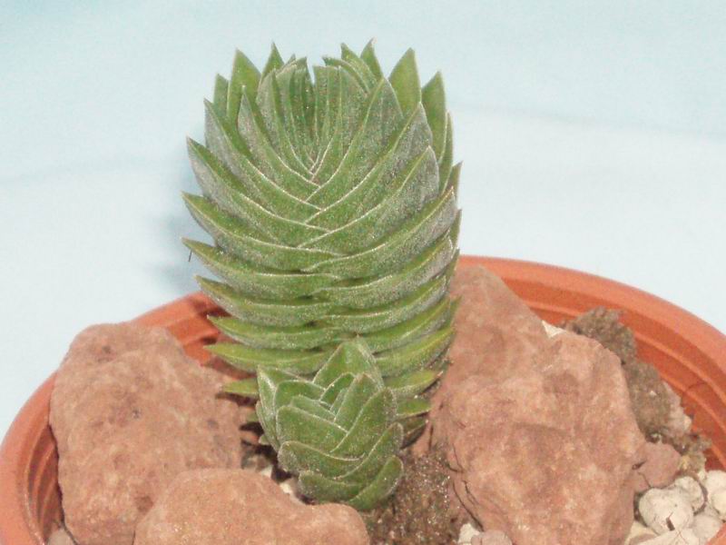 Crassula cv. buddha's temple 