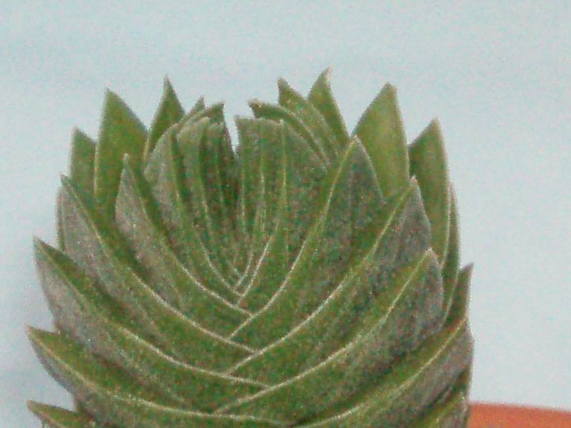 Crassula cv. buddha's temple 
