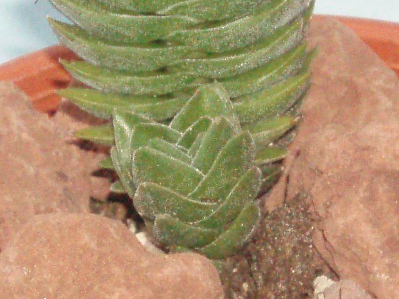 Crassula cv. buddha's temple 