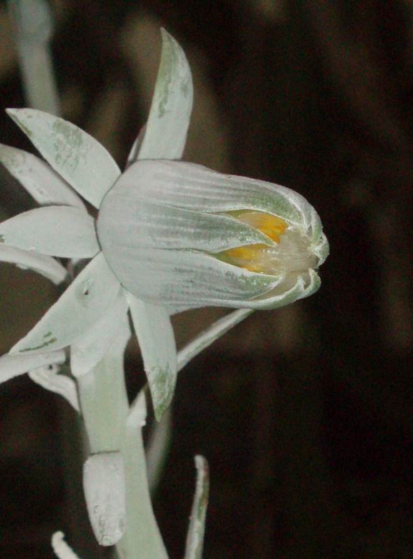 Senecio cephalophorus 