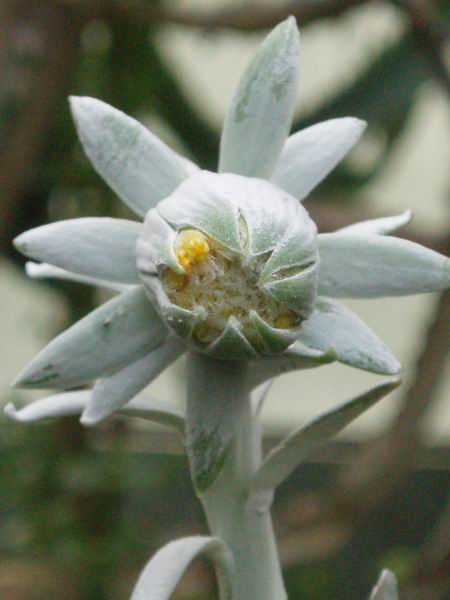 Senecio cephalophorus 