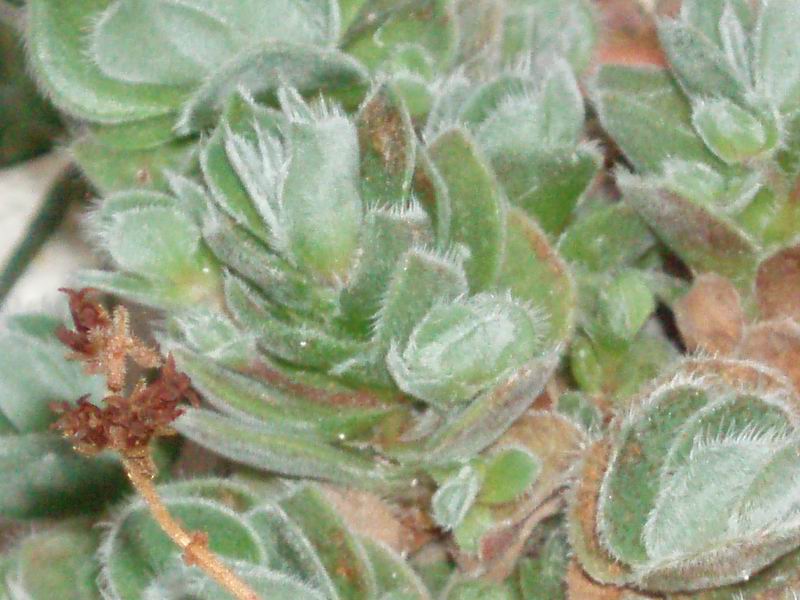 crassula tomentosa