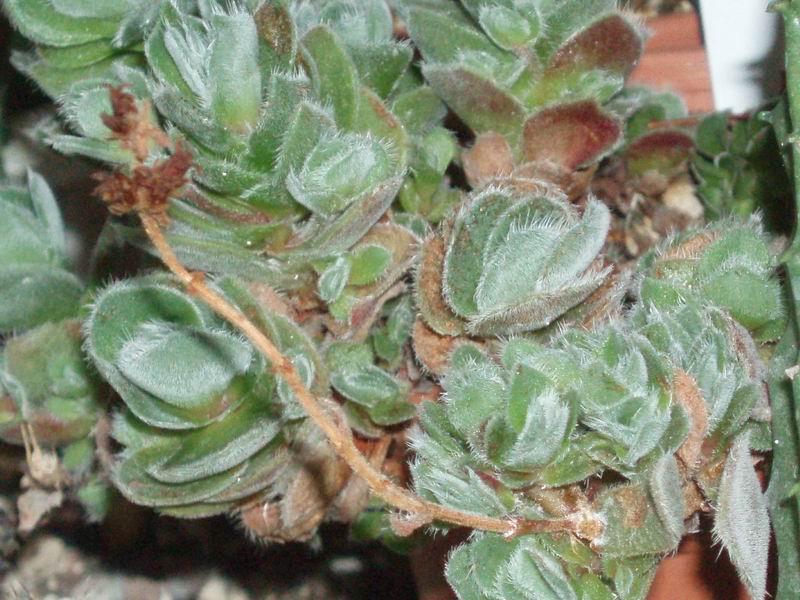 Crassula tomentosa 