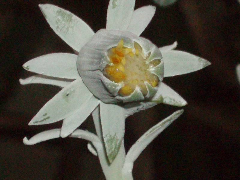 Senecio cephalophorus 