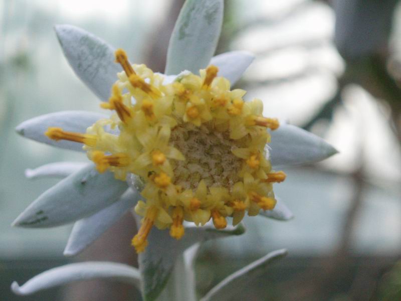 Senecio cephalophorus 