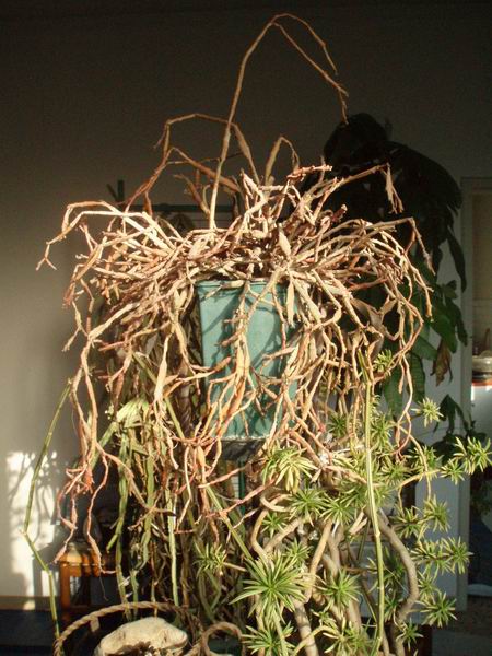 Euphorbia platyclada 