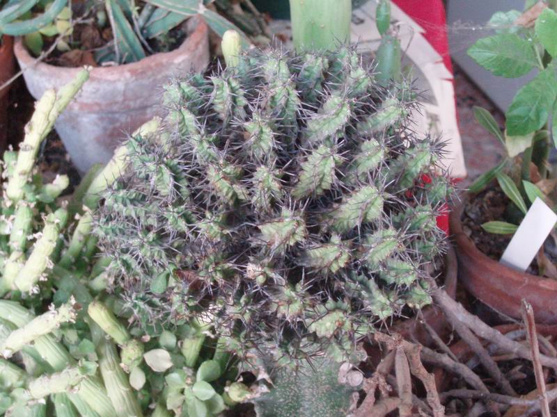 Euphorbia mitriformis 