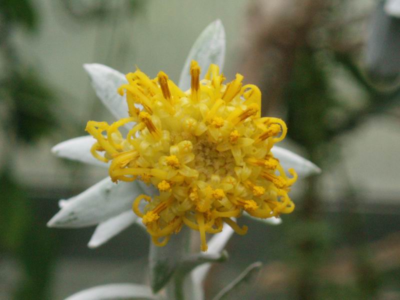 Senecio cephalophorus 