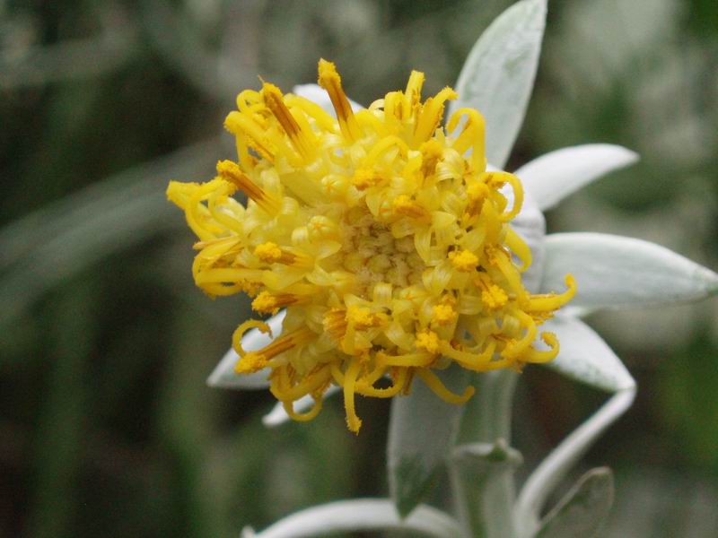 Senecio cephalophorus 