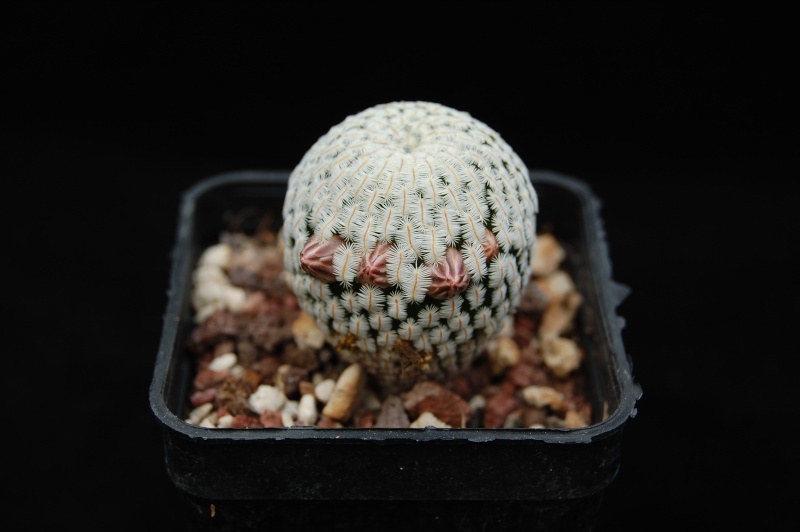 Mammillaria pectinifera FO 215