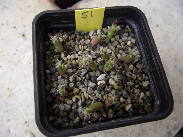 pediocactus knowltonii