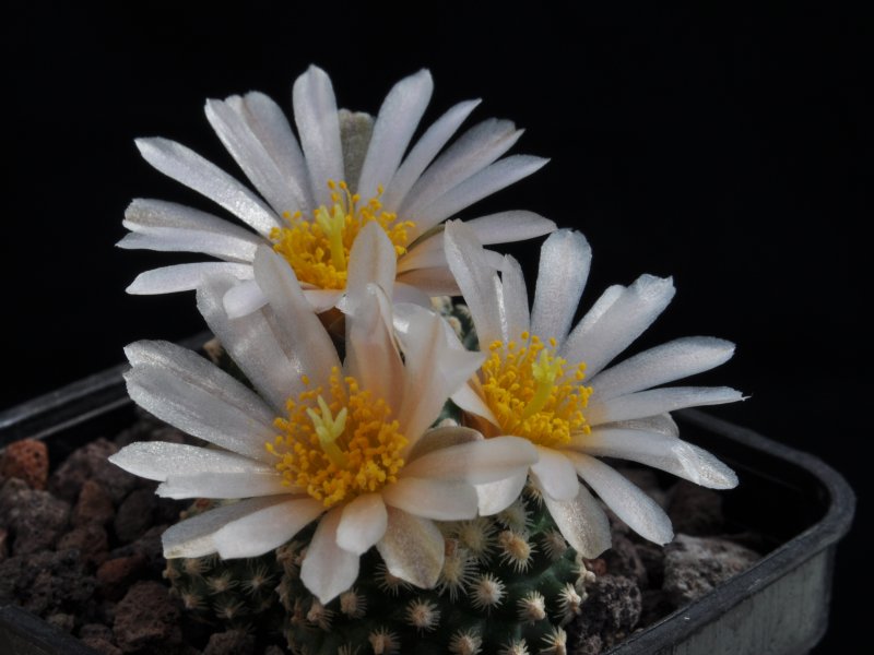 Pediocactus knowltonii SB304