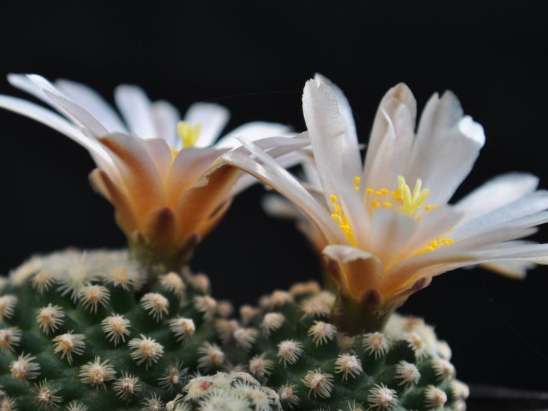 Pediocactus knowltonii SB304