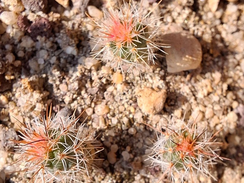 Pediocactus nigrispinus BB93-2