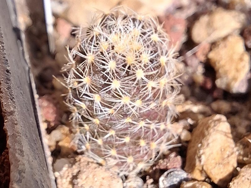 Pediocactus paradinei FH052.5