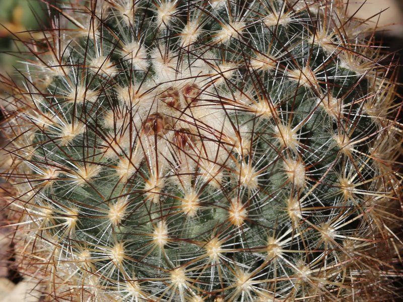 pediocactus simpsonii v. minor