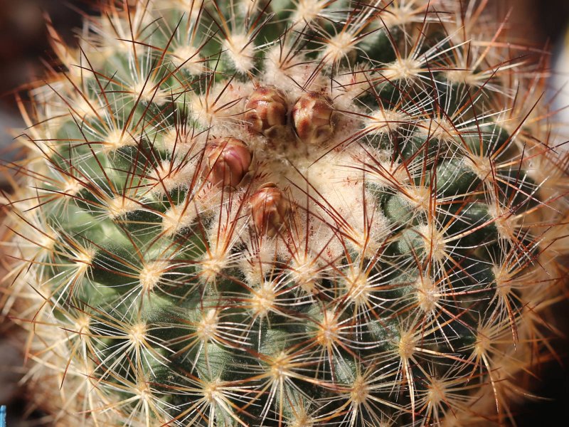 Pediocactus simpsonii v. minor RP106