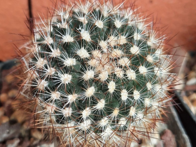 pediocactus simpsonii v. minor