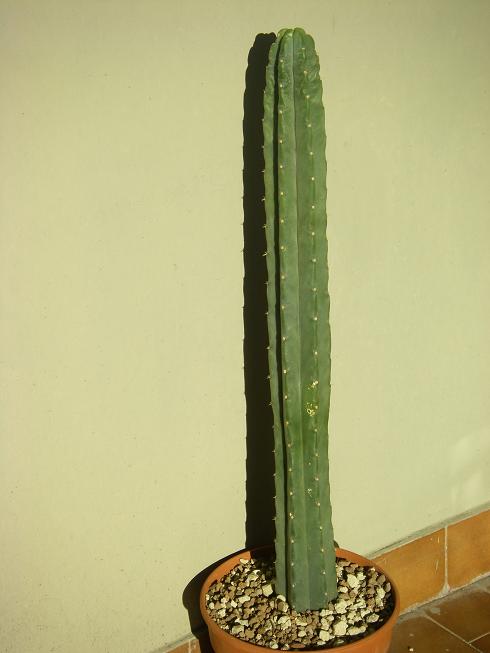 Trichocereus pachanoi 