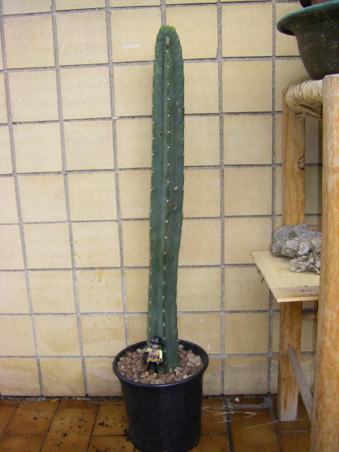 trichocereus pachanoi 