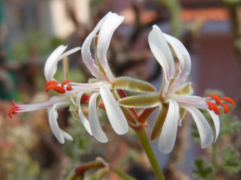 Pelargonium alternans 