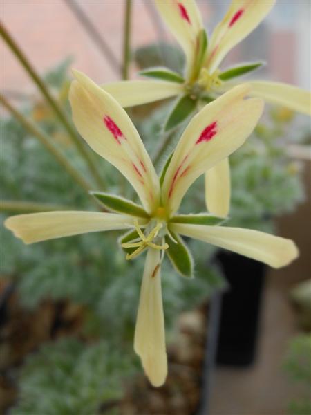 Pelargonium appendiculatum 