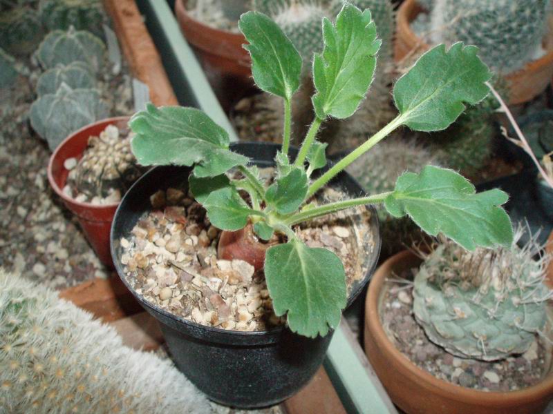 Pelargonium campestre 
