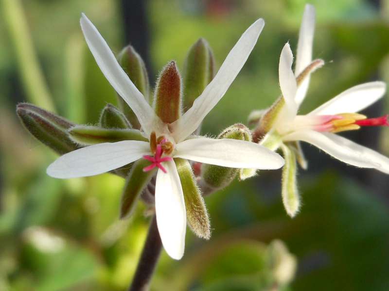 Pelargonium carnosum 