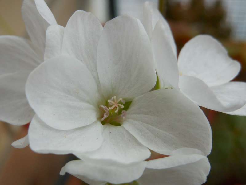 Pelargonium cotyledonis 