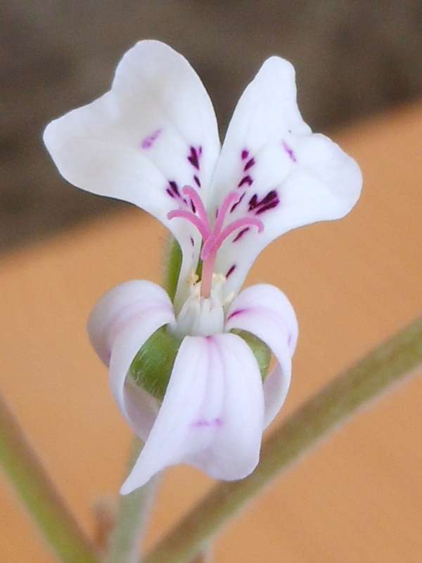 Pelargonium mirabile 