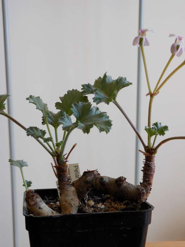 Pelargonium mirabile 